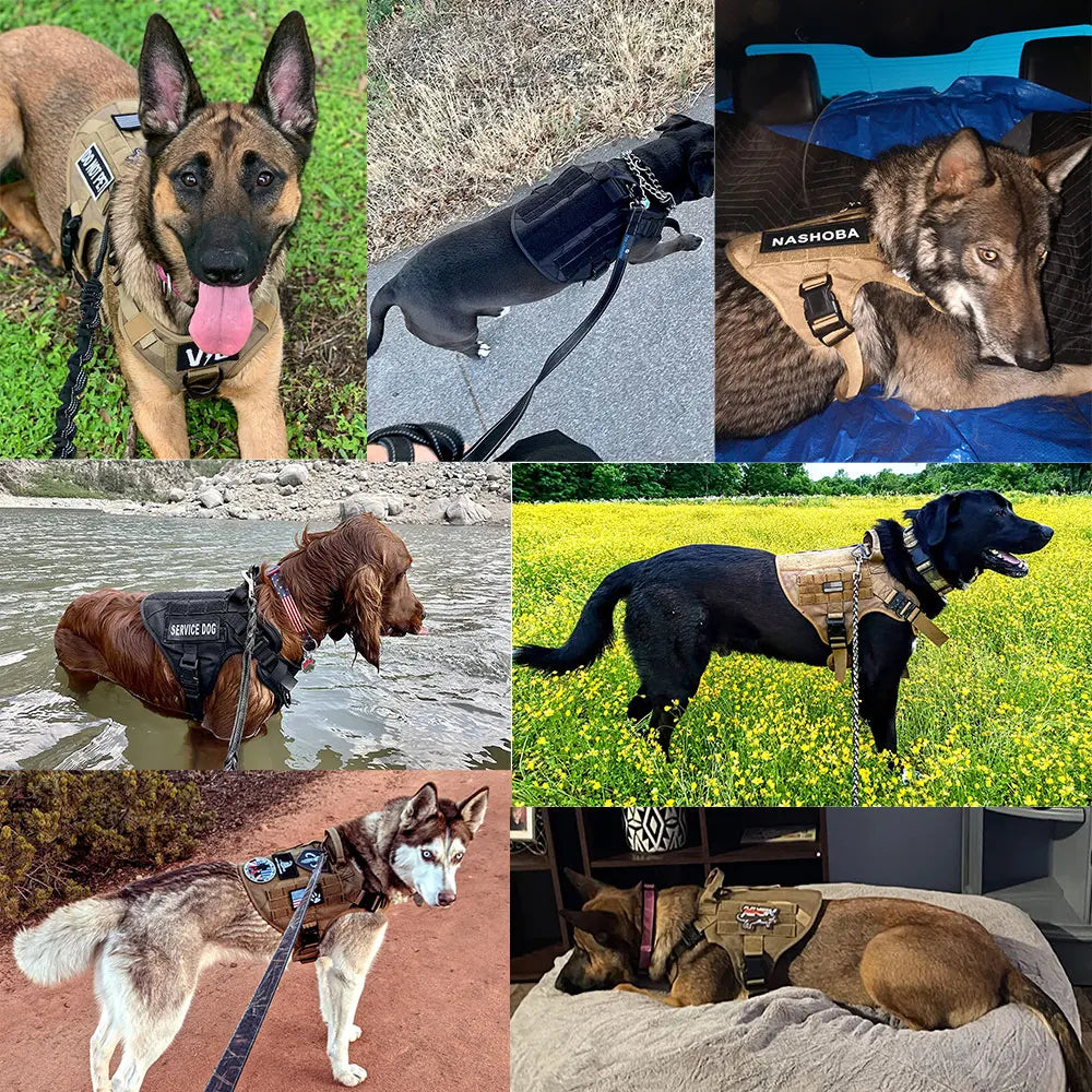 Leash, Harness And Collar For Medium Large Dogs